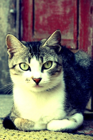 Кошечка на подстилке обои