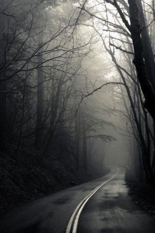 В туман обои