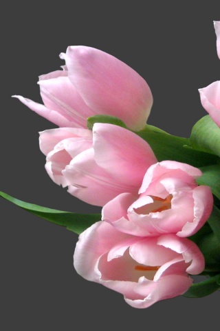 Розовый букет обои