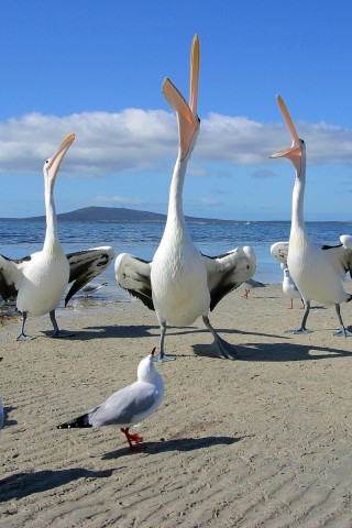 Пеликаны и чайки обои