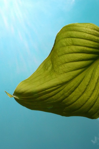 Листик тянется к солнцу обои