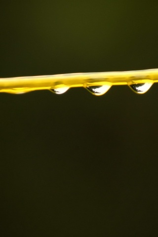 Капли на соломинке обои