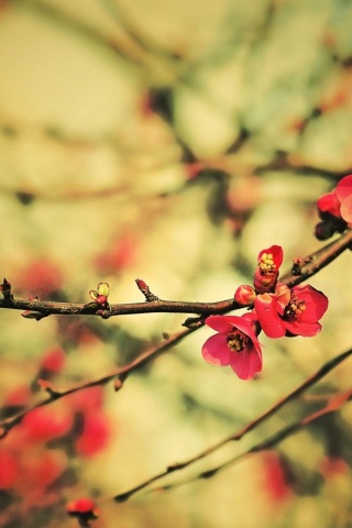 Весеннее цветение обои