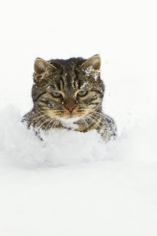 Недовольный кот в сугробе обои