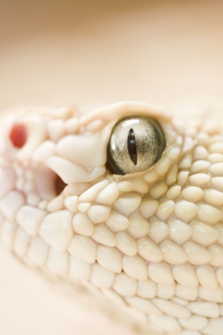 Змея альбинос обои