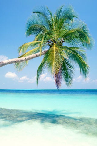 Пальма на лазурном берегу обои