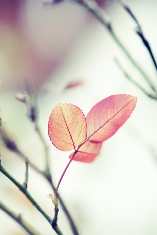 Красные листики обои