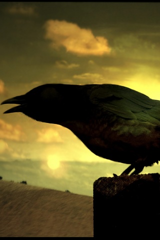 Чёрный ворон обои