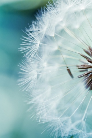 Макро фото одуванчика обои
