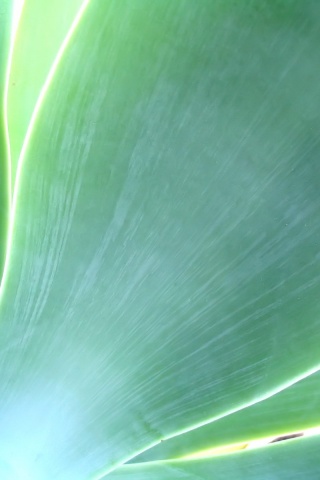 Макро фото травинки обои