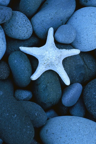 Звезда на морской гальке обои