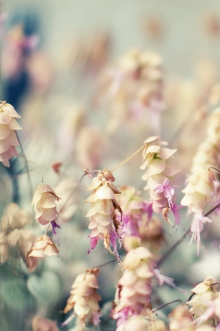 Висящие цветочки обои