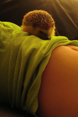 Девушка и ёжик обои