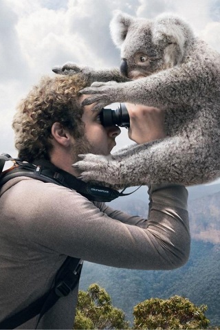 Коала ближе чем кажется обои