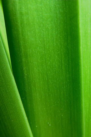 Сочная травинка обои