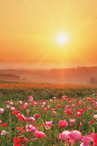 Цветущие поля обои