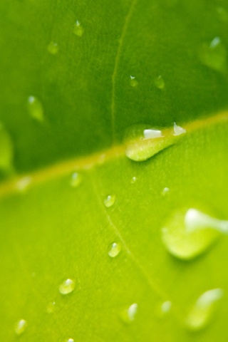 Капли на листе обои