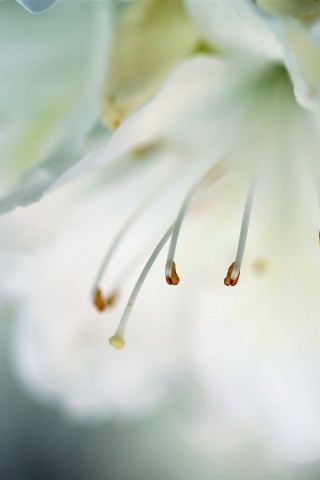 Цветок орхидеи обои