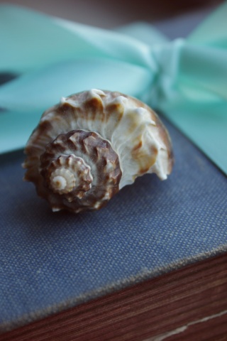 Ракушка на подарочном альбоме обои