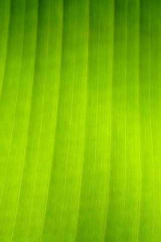 Травяные полосы обои