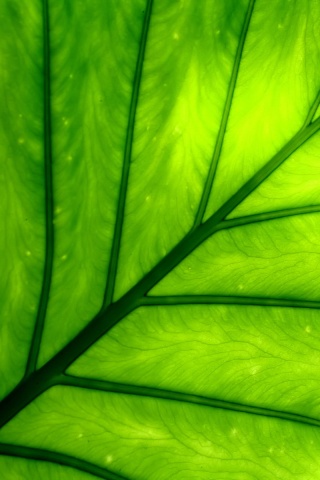 Макро фото листа обои