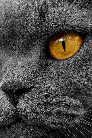 Кот с оранжевыми глазами обои