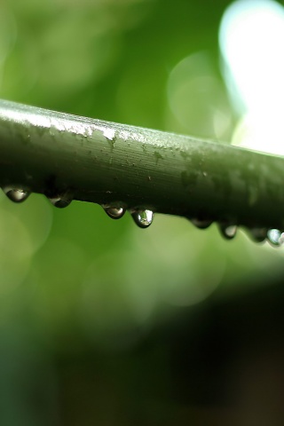 Капли на стебле обои