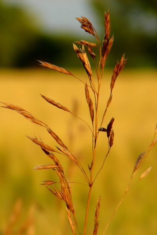 Желтая травинка обои