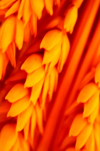 Оранжевое соцветие обои