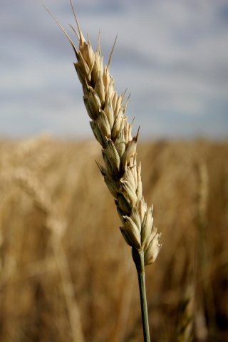 Колосок обои