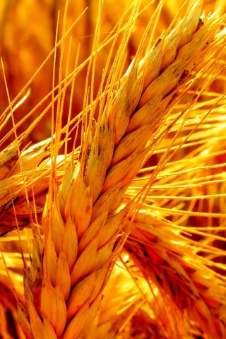 Зреющий колос обои