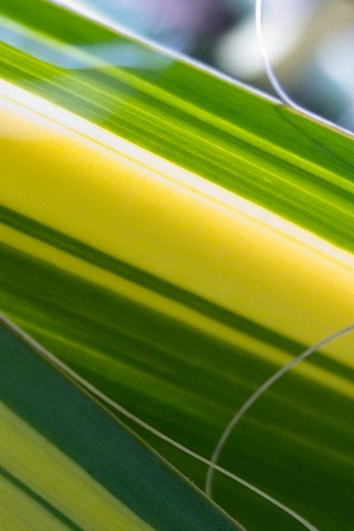 Желто-зеленые травинки обои