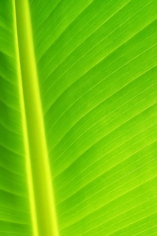 Желтый черенок листа обои