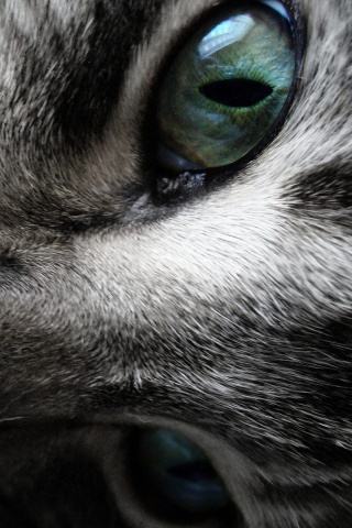 Мордашка кота крупным планом обои