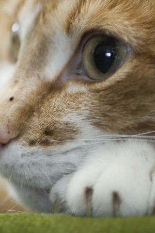 Мордочка на лапаках обои