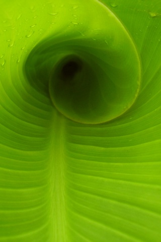 Свернутый в трубочку лист обои