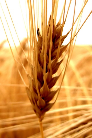 Короткий колос обои