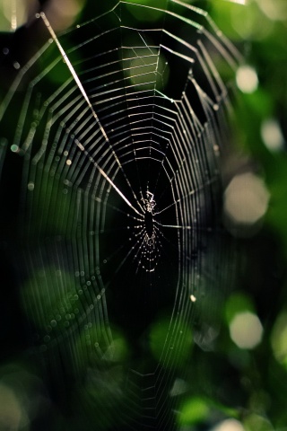 Круглая паутина обои