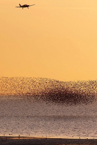 Взлетающая стая птиц обои