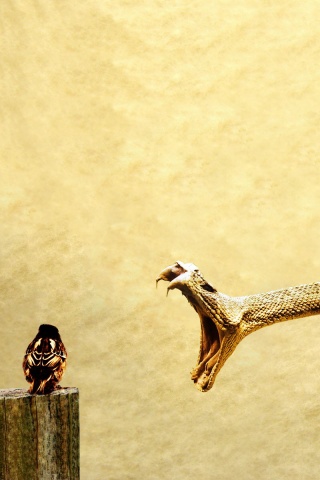 Змея-коряга напдает на птичку обои