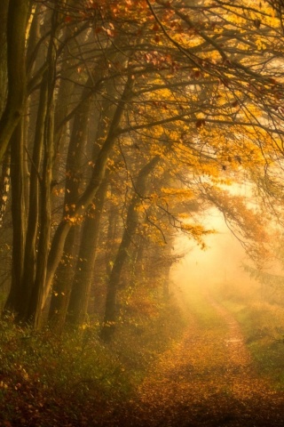 Дорожка заваленная листьями обои