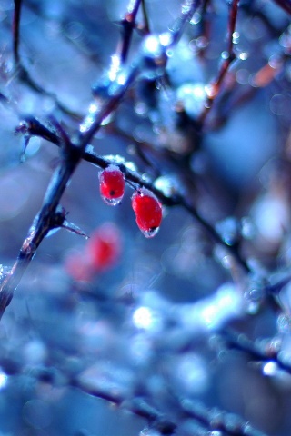 Замерзшие ягоды обои
