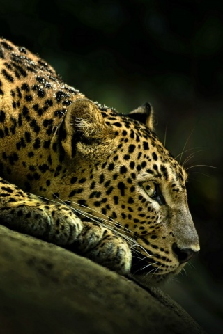 Лежащий ягуар обои