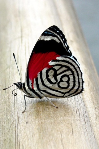 Бабочка на бревне обои