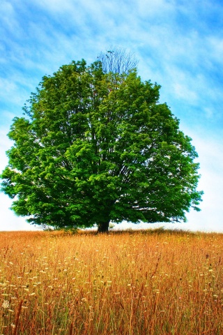 Зеленое дерево в желтом поле обои