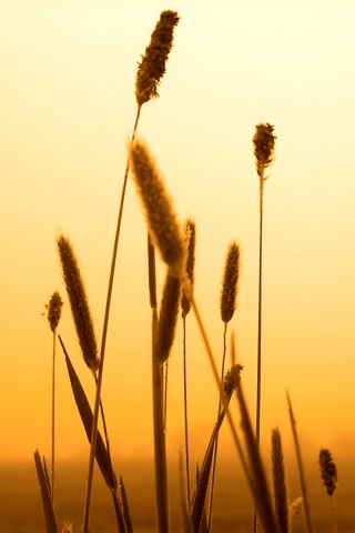 Травинки на закате обои