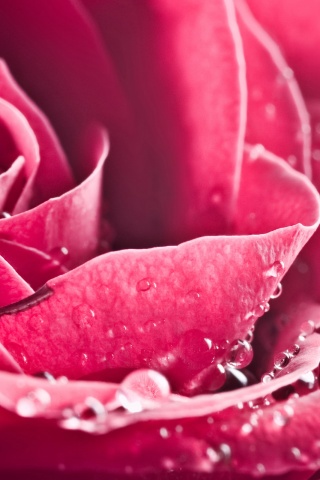 Капли на бутоне розы обои