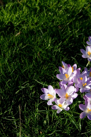 Фиалки на траве обои