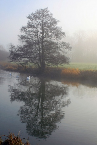 Дерево в тумане обои