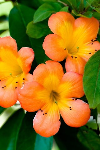 Оранжевые цветочки обои